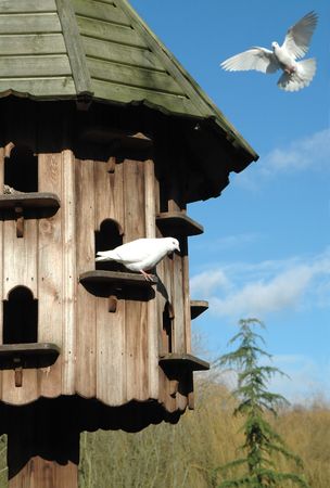 wooden dovecote in peaceful countrysideの写真素材