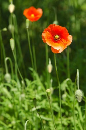 summer poppy meadow detailの写真素材