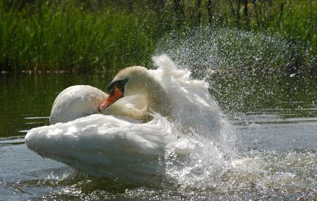 swan washing feathersの写真素材