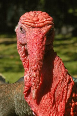 a face only a mother could loveの写真素材