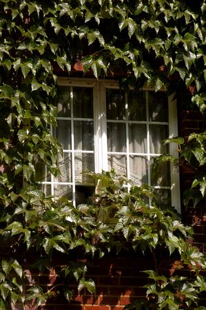 cottage window almost covered with creeping ivyの写真素材