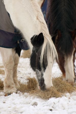 horses eating hay in a snowy paddockの写真素材
