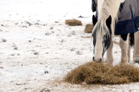 horse feeding on hay in a snow covered paddockの写真素材