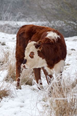 young female cow in a wintry fieldの写真素材