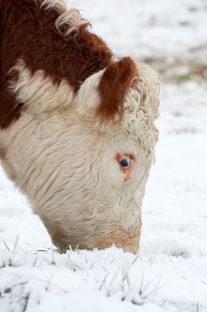 young female cow grazing in a wintry fieldの写真素材