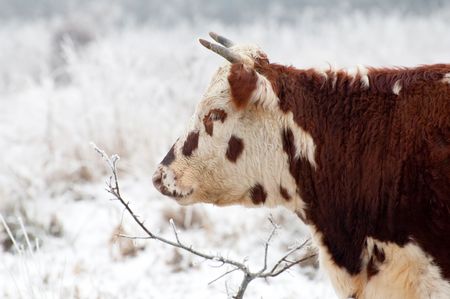 young bull in a snow covered fieldの写真素材