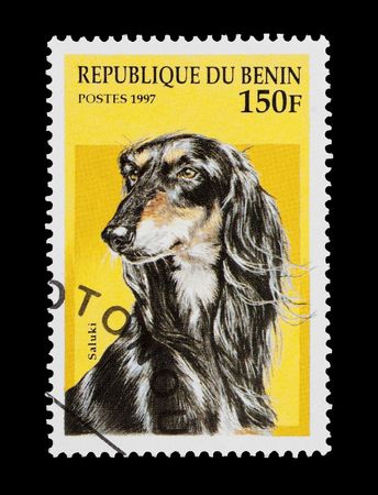 mail stamp printed in Benin featuring a Saluki houndの写真素材