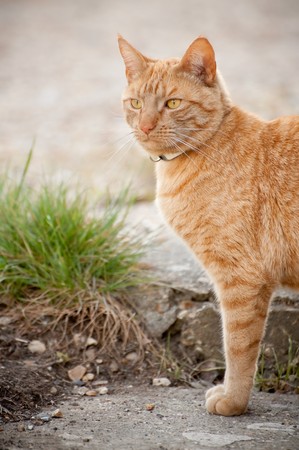 red tabby cat surveying his territoryの写真素材