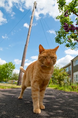 red tabby cat defending his urban territoryの写真素材