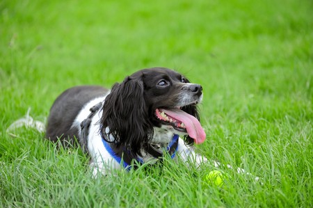 happy spaniel guarding her tennis ball after a game of fetchの写真素材