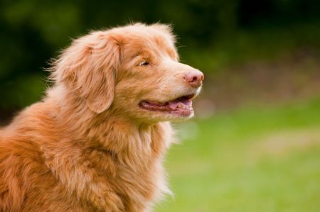 happy rare breed nova scotia duck tolling retrieverの写真素材