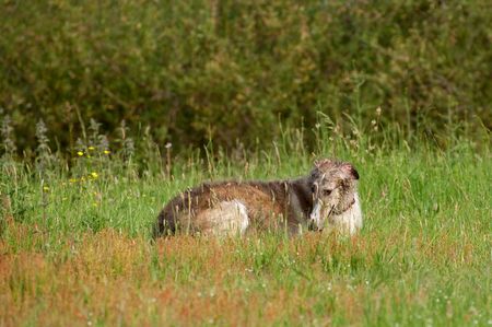 russian borzoi wolfhound lying in the sunshine after a swim
