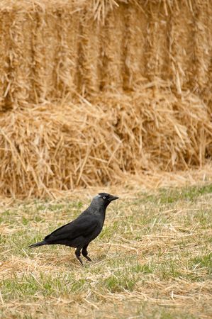 avian rook on a background of straw balesの写真素材
