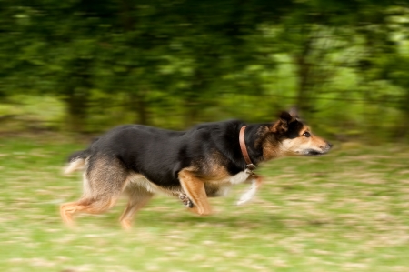 motion blur of a large dog runningの写真素材