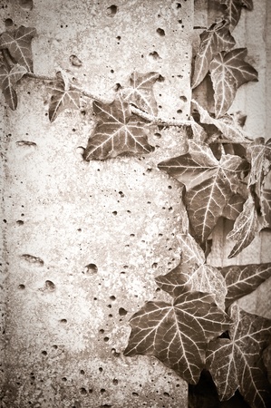 grunge ivy creeping over fencing and concreteの写真素材