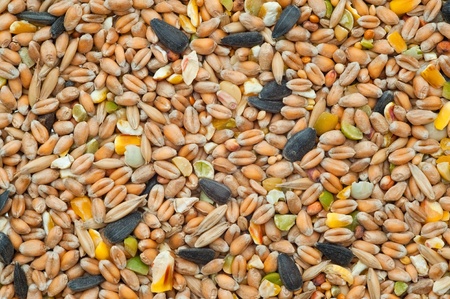 background of mixed seeds, grain, nuts and cornの写真素材