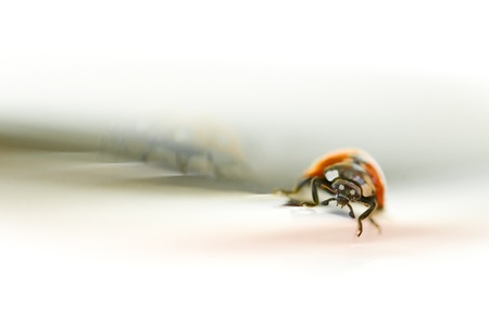 ladybug on a window ledge with a faint reflection on the glass behindの写真素材