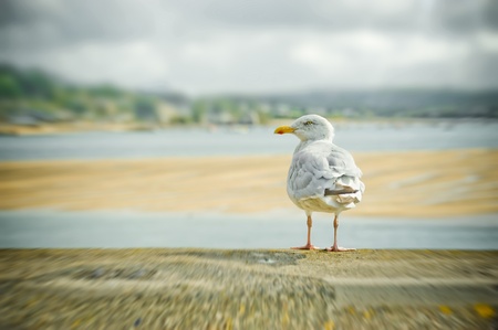seagull on a harbor wall with motion blurの写真素材