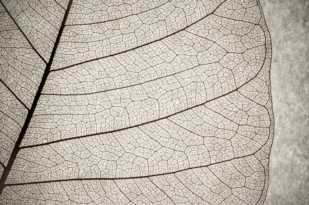 grunge macro of a delicate leaf cell structureの写真素材