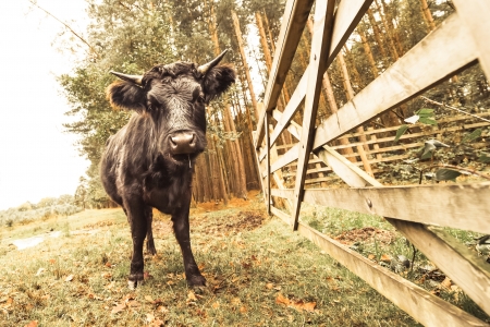 autumnal toned raging bull and farm gate abstractの写真素材