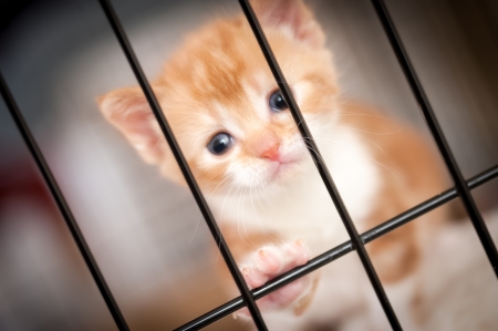 sad face of a tiny kitten behind the bars of cage - shallow d o fの写真素材