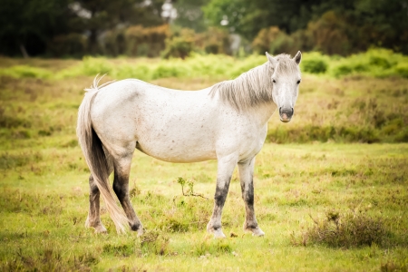 british new forest pony in autumnal foliageの写真素材