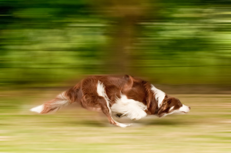 motion blur of a large dog runningの写真素材