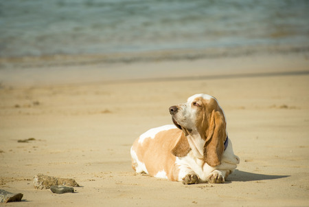 overweight basset hound lazing on a beach in the sunの写真素材