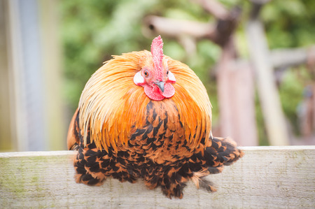 round plump chicken on a farmyard fenceの写真素材