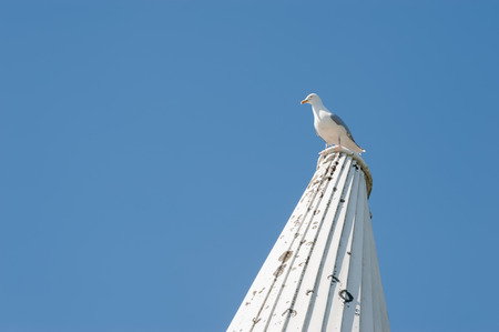 vantage point for a seagull on an oast house roofの写真素材