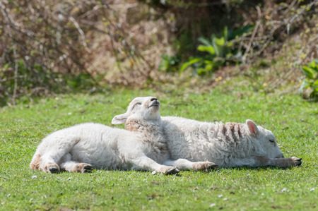 two cute lambs sunbathing in springtime sunshineの写真素材