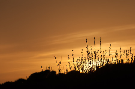 golden sun setting over countryside vegetationの写真素材
