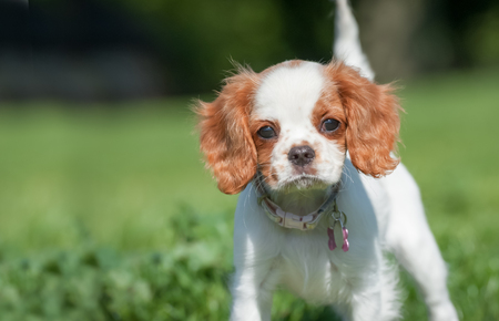 closeup of a playful spaniel puppy faceの写真素材