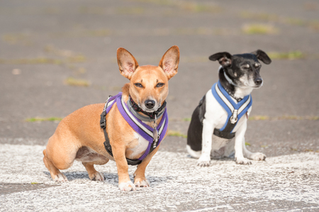 two terrier dogs in body harnessesの写真素材
