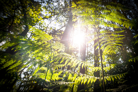 springtime sunrise through ferns and treesの写真素材