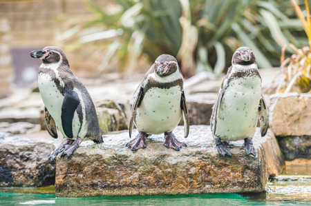 Three Humboldt penguins in a rocky zoological enclosureの写真素材