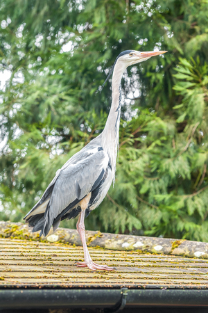 large grey heron bird perched on a rooftopの写真素材