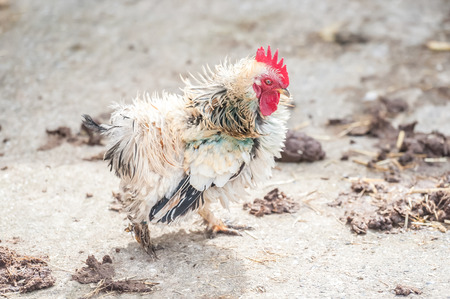 scrawny little chicken walking through farmyard manureの写真素材