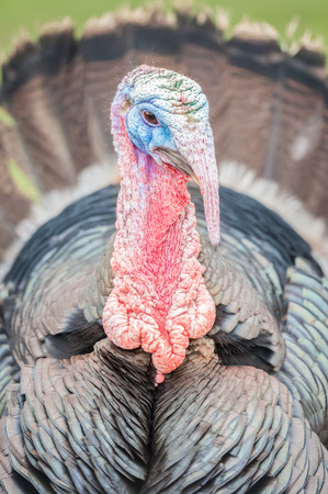 closeup of a wrinkled turkey headの写真素材