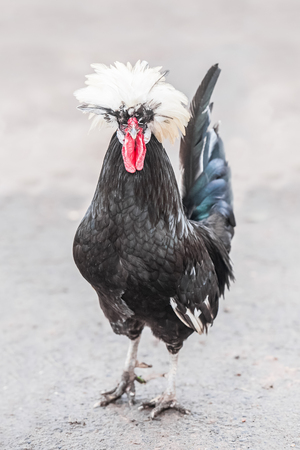 closeup of a white crested black roosterの写真素材