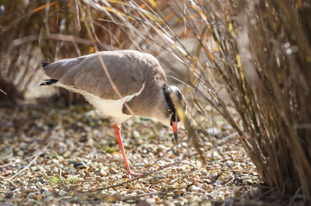 close-up of a crowned plover also known as the crowned lapwingの写真素材
