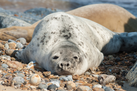 large seal pup basking in sunshine on a stony beachの写真素材