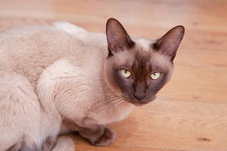 beautiful Siamese cat staring at the cameraの写真素材