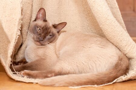 beautiful sleepy Siamese cat laying inside a thread-bare curtainの写真素材