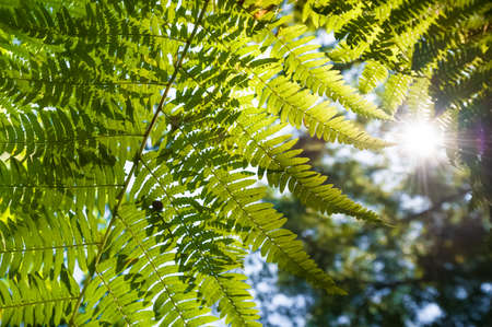 sunset through lush green fern leaf vegetationの写真素材