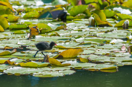 newborn moorhen chick wading across a lily pondの写真素材