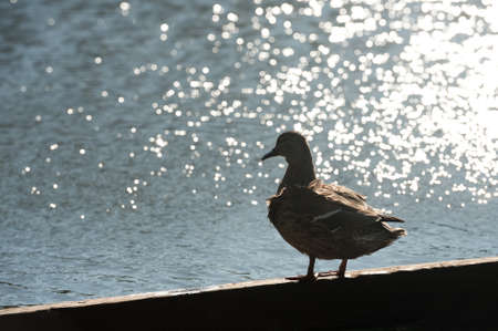 silhouette of a duck against sparkling waterの写真素材