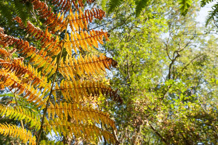 background of autumnal fern leaf vegetationの写真素材
