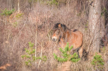 Free roaming Exmoor pony in woodlandの写真素材