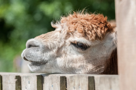 closeup headshot of a sleepy alpaca with its head on a paddock fenceの写真素材